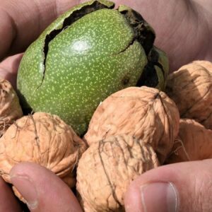 cevizin 3 yeni faydasi daha bulundu ozellikle her sabah tuketenler cok sansli rTmYQ2We