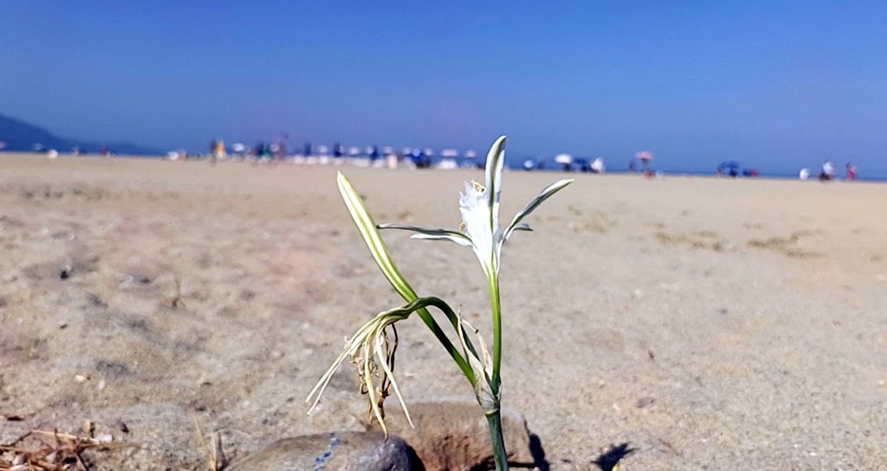 bu cicegi koparmanin bedeli yarim milyon tlden fazla pX4lqsOX