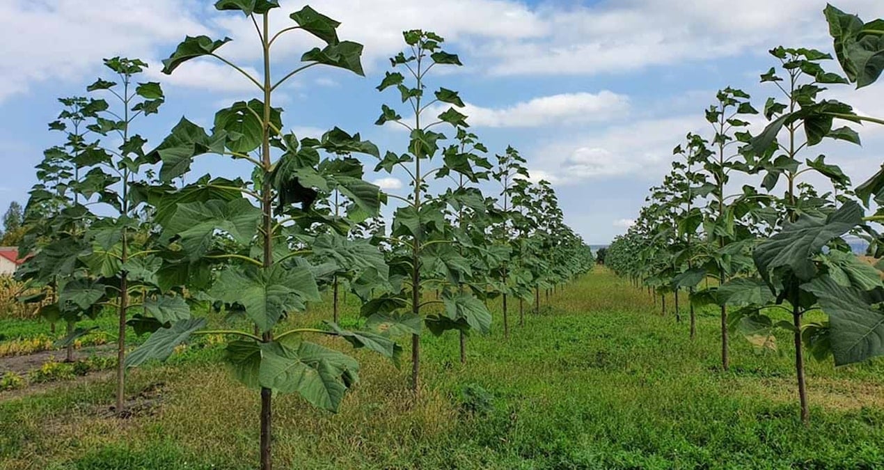 ciftcilere servet vaat ediyor paulownia sihirli agac mi yoksa yeni bitcoin tuzagi mi AfH8yLsm