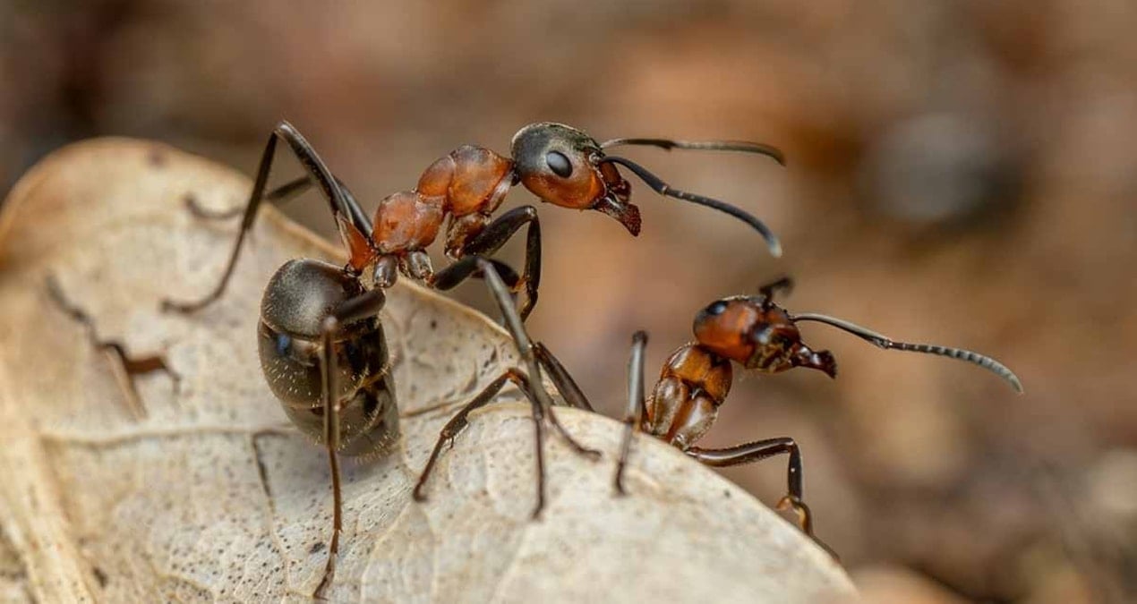 karincalarin guclerini 2 katina cikarmak icin kullandiklari sasirtici takim calismasi hilesi kuvvet mandali pAlSASPR