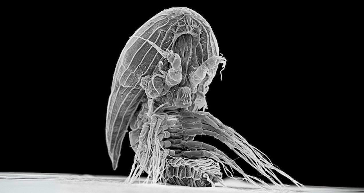 okyanusta suruklenirken bulundu gizemli uzayli gorunumlu canli bilim insanlari soka soktu TfOVJMXs