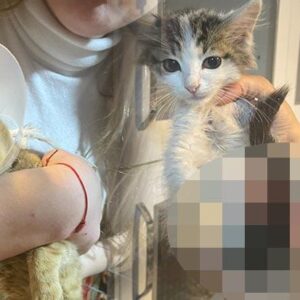 ispartada sokak hayvanlarina vahset baglama buyusu icin uzuvlarini kesmisler kitwdg8n.jpg