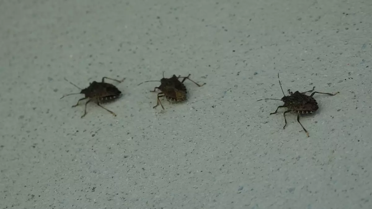 kahverengi kokarca uyarisi cilde temas edilmemeli Q587HEuQ.jpg