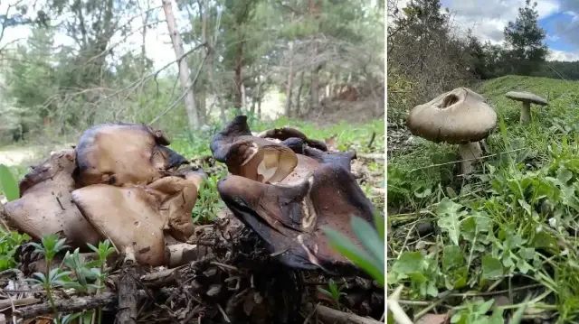 uzmanindan kritik uyari sonbaharda mantar zehirlenmelerine dikkat xsJqbENV